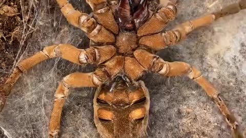Bird-eating tarantulas like all arachnids undergo a process called ecdysis, or moulting, to shed their exoskeleton as they grow
