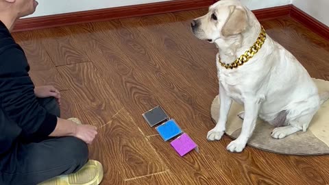 测试完毕！狗子真不是色盲 Test done! Dogs are really not colorblind