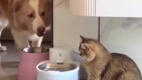 When the dog was drinking water, he noticed that the cat wouldn't drink.