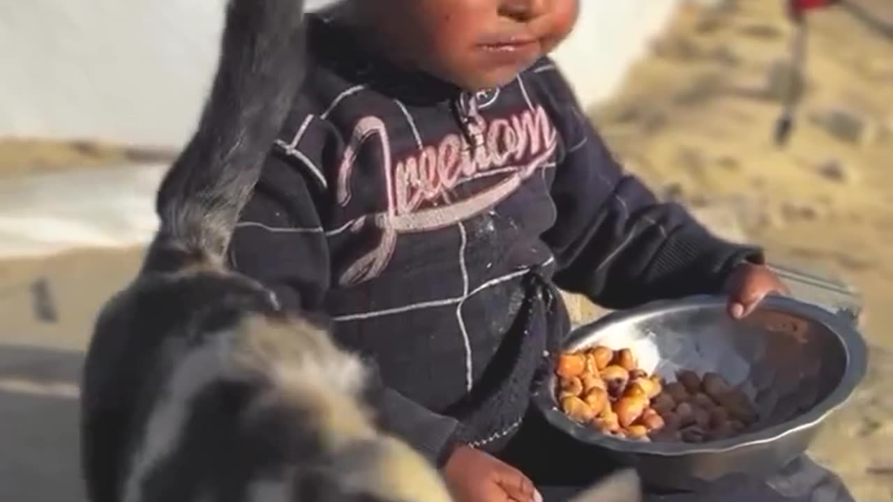 A Palestinian child in Gaza shares his food with kittens around his tent