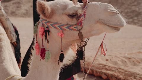 Desert Camel