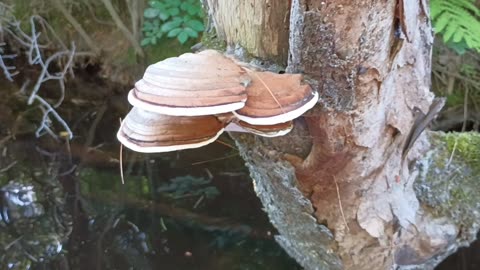 Mushrooms