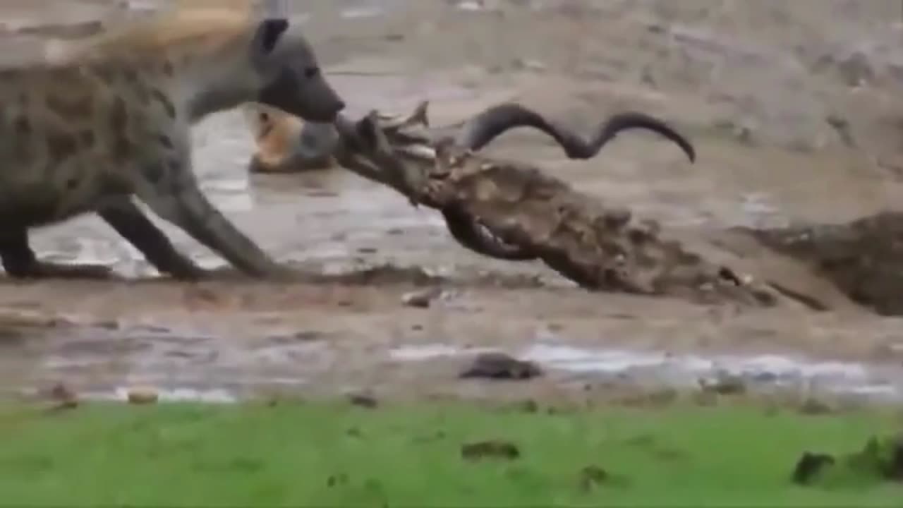 Brutal Hyena Hunts! πΊπ2