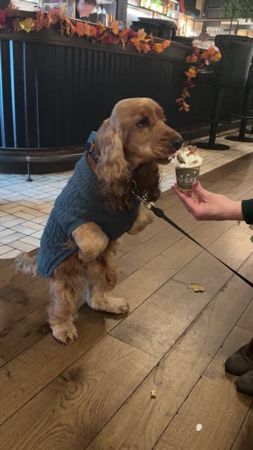 Cocker Spaniel Eats Pup Cup Like Dinosaur