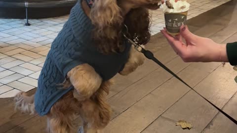 Cocker Spaniel Eats Pup Cup Like Dinosaur