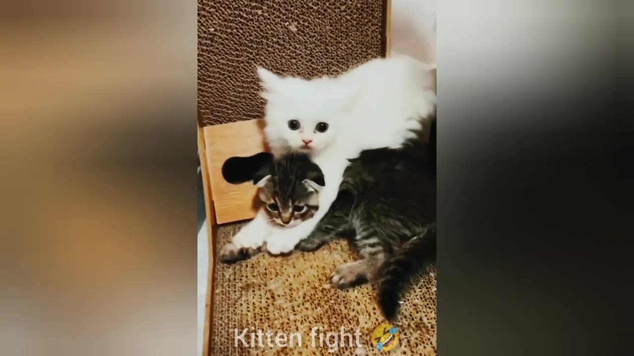 funny animal