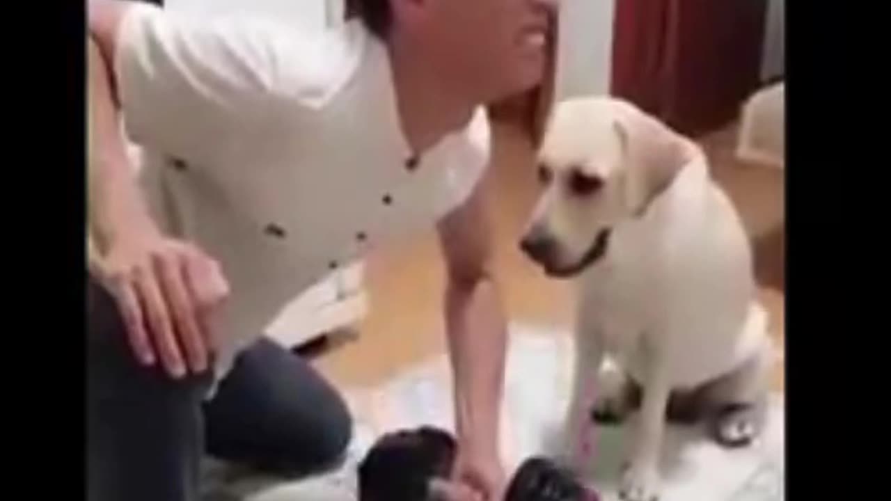 Cat and Dog funny