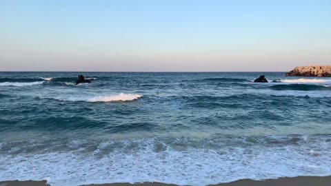 "Explore the Untamed Beauty of Costa Rica: Breathtaking Wildlife #Wildlife #8K #4K #4KSDR"