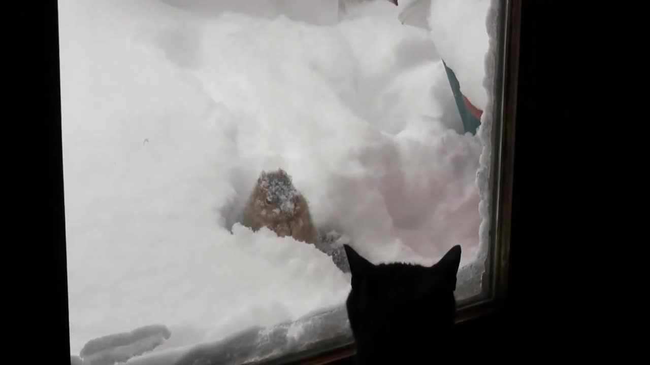 BORED CAT AND THE BRAVE HUNGRY SQUIRREL