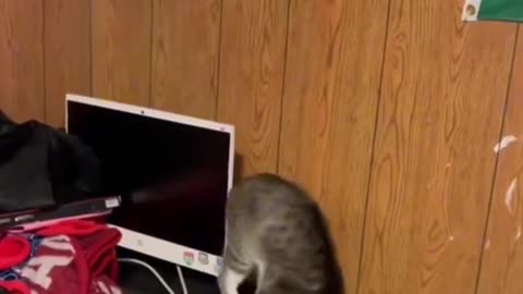 Dog's Comedy Videos 🤣 so cute videos 😍 funny videos 🤣