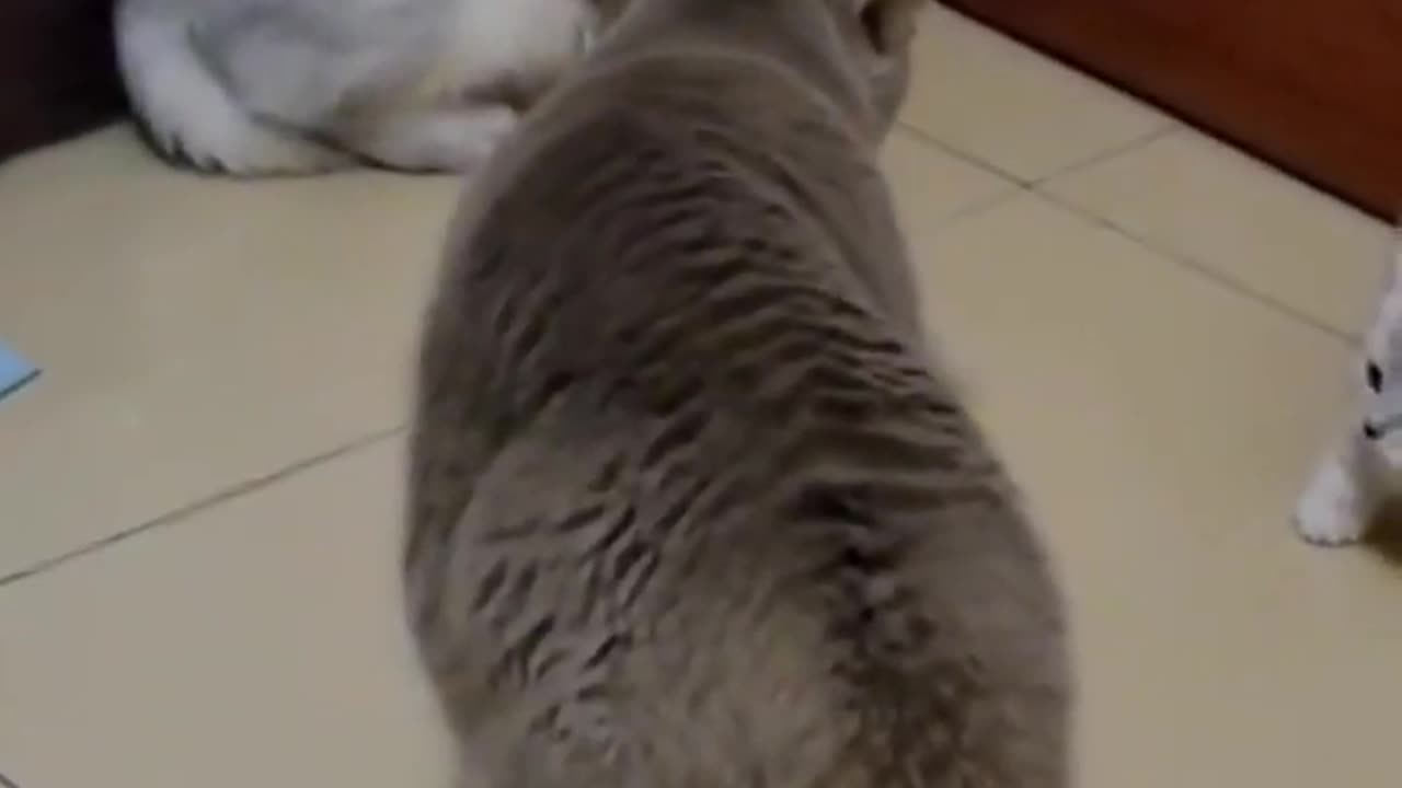 Cat fight