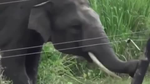 An indian elephant carefully dismantling and short-circuiting an electric fence
