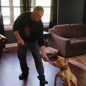 Spring Training Begins at Proofing Behaviors Canine Obedience