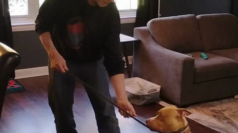 Spring Training Begins at Proofing Behaviors Canine Obedience