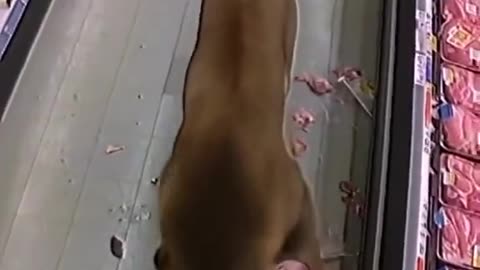 Wild Lion Storms Into South African Grocery Store!