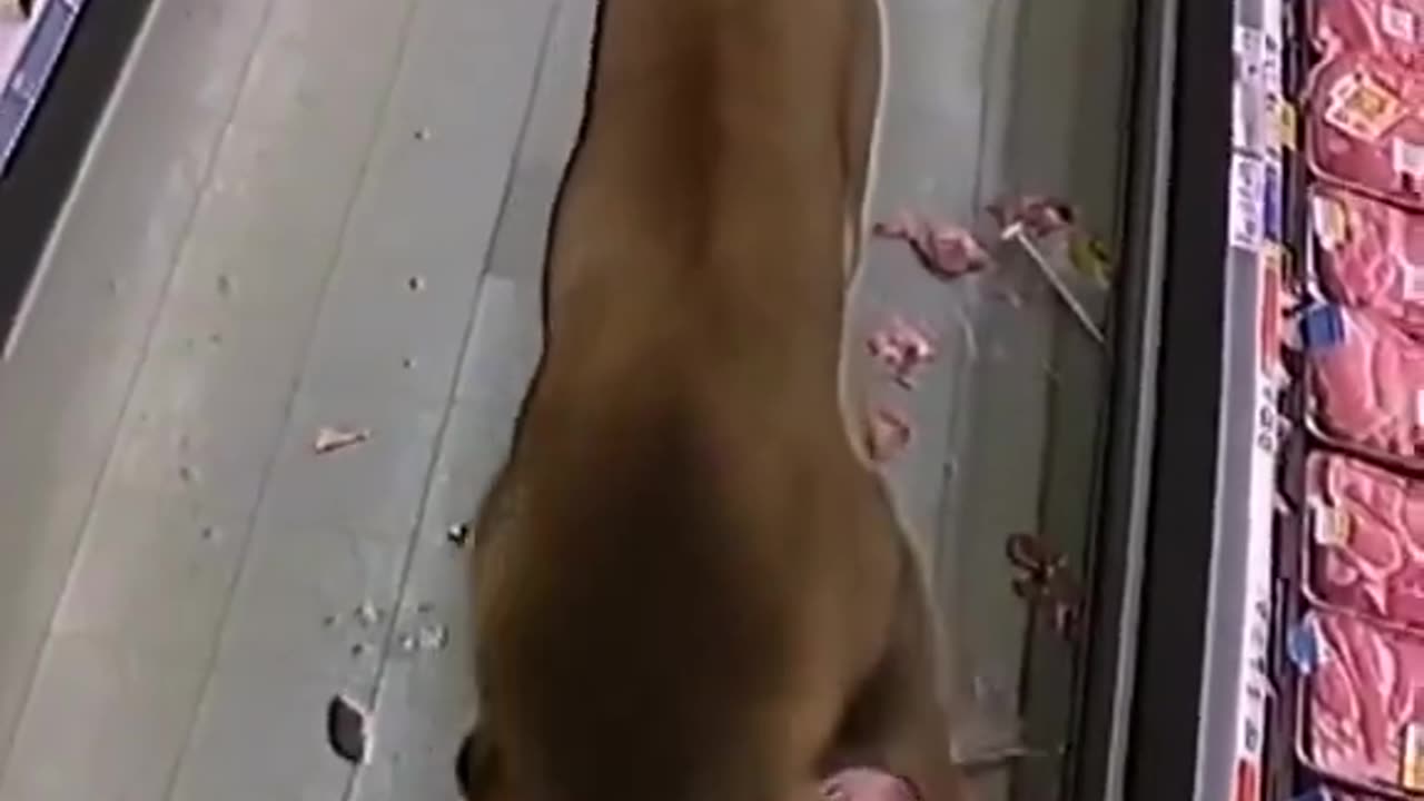 Wild Lion Storms Into South African Grocery Store!