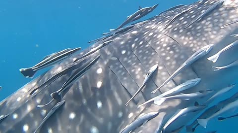Whale Shark Escorts Fish Friends