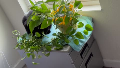 Cute Precious Piper Finds the Plant in Her Spa - My Adopted Shelter Cat Vlog