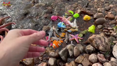 Introducing a Collection of Very Cute Sea Animals
