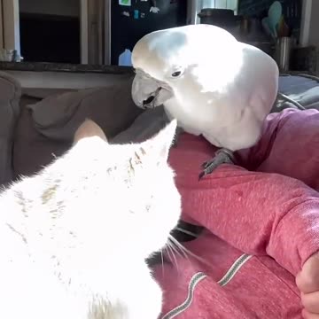 Cat and parrot(720P_HD)