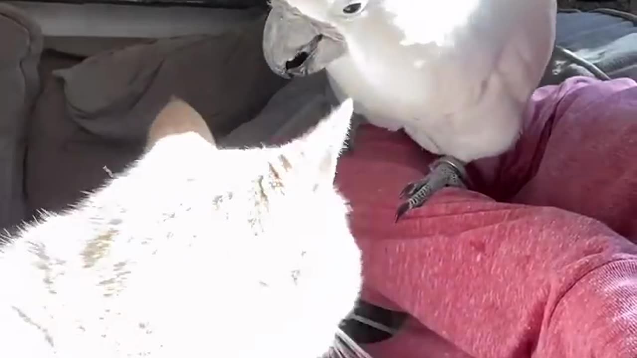 Cat and parrot(720P_HD)