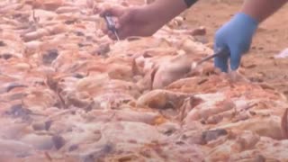 Argentina bate el récord mundial tras cocinar 8.000 kg de pollo