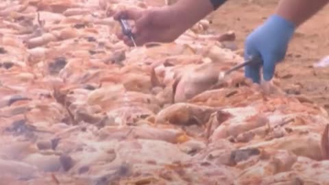 Argentina bate el récord mundial tras cocinar 8.000 kg de pollo