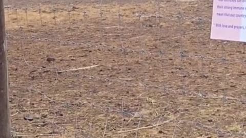 📌 Section: Welfare Violations & Farm Conditions Reports