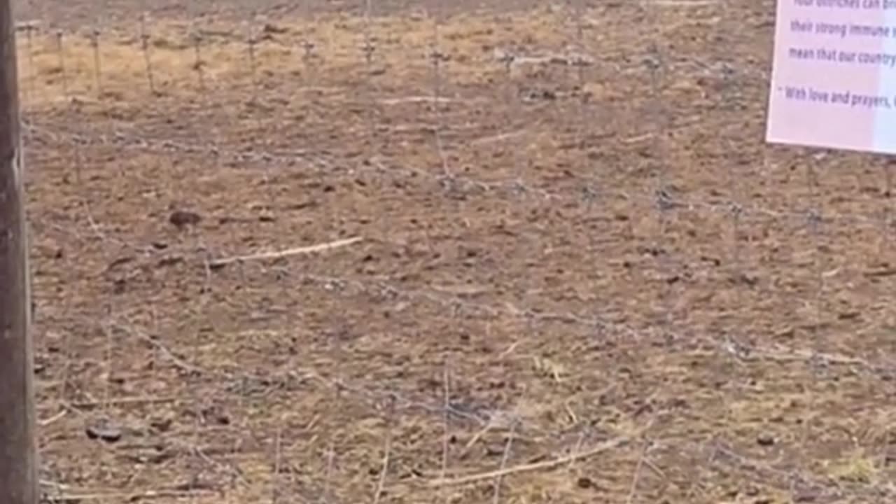 📌 Section: Welfare Violations & Farm Conditions Reports