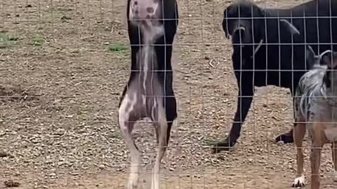 Funny animals