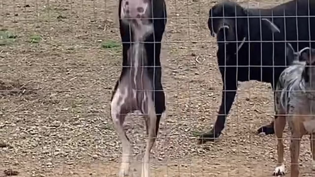 Funny animals