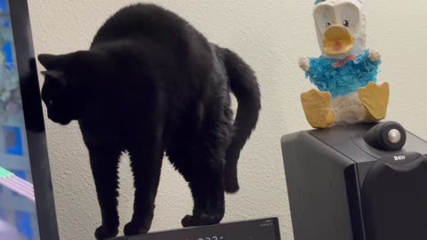 Cute Precious Piper Has Music in Her Mind - My Adopted Shelter Cat Vlog