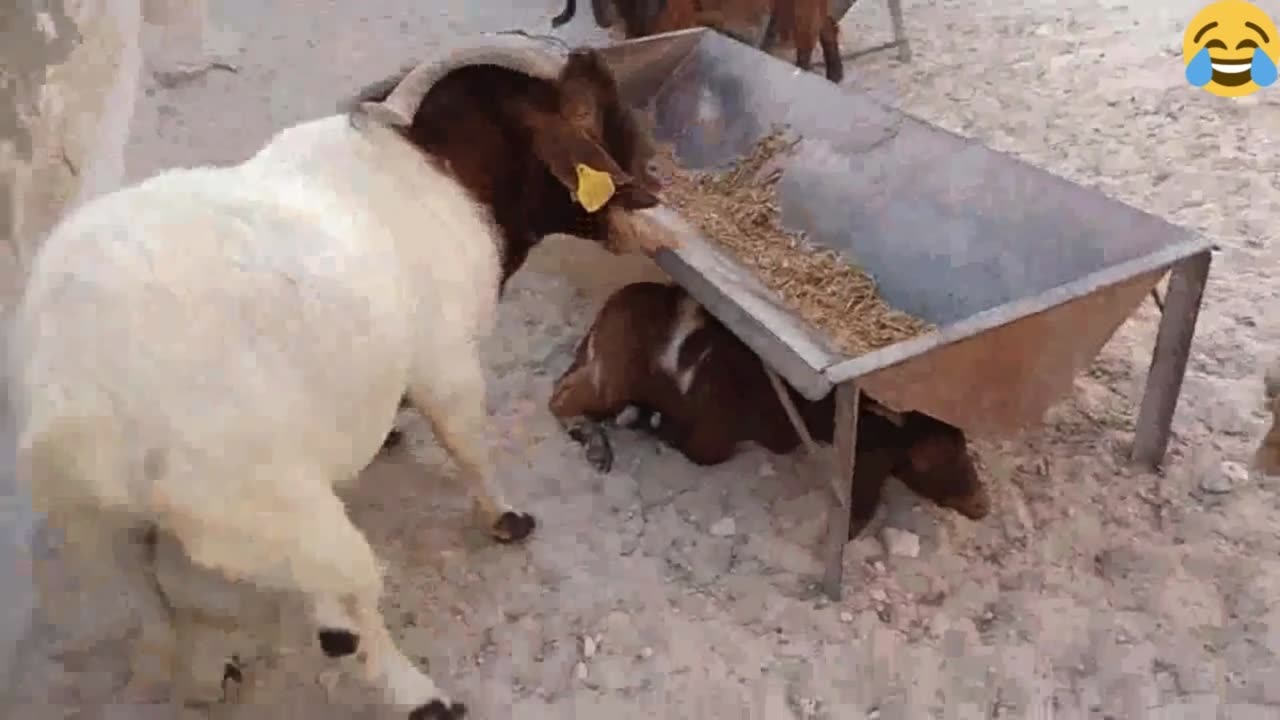 funny goat