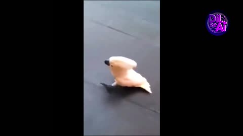 Funny animal videos 2025