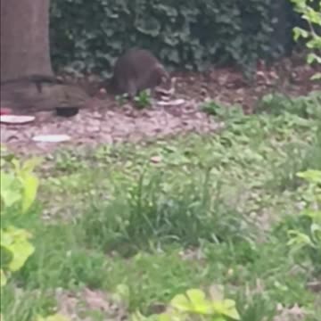 Raccoon eating