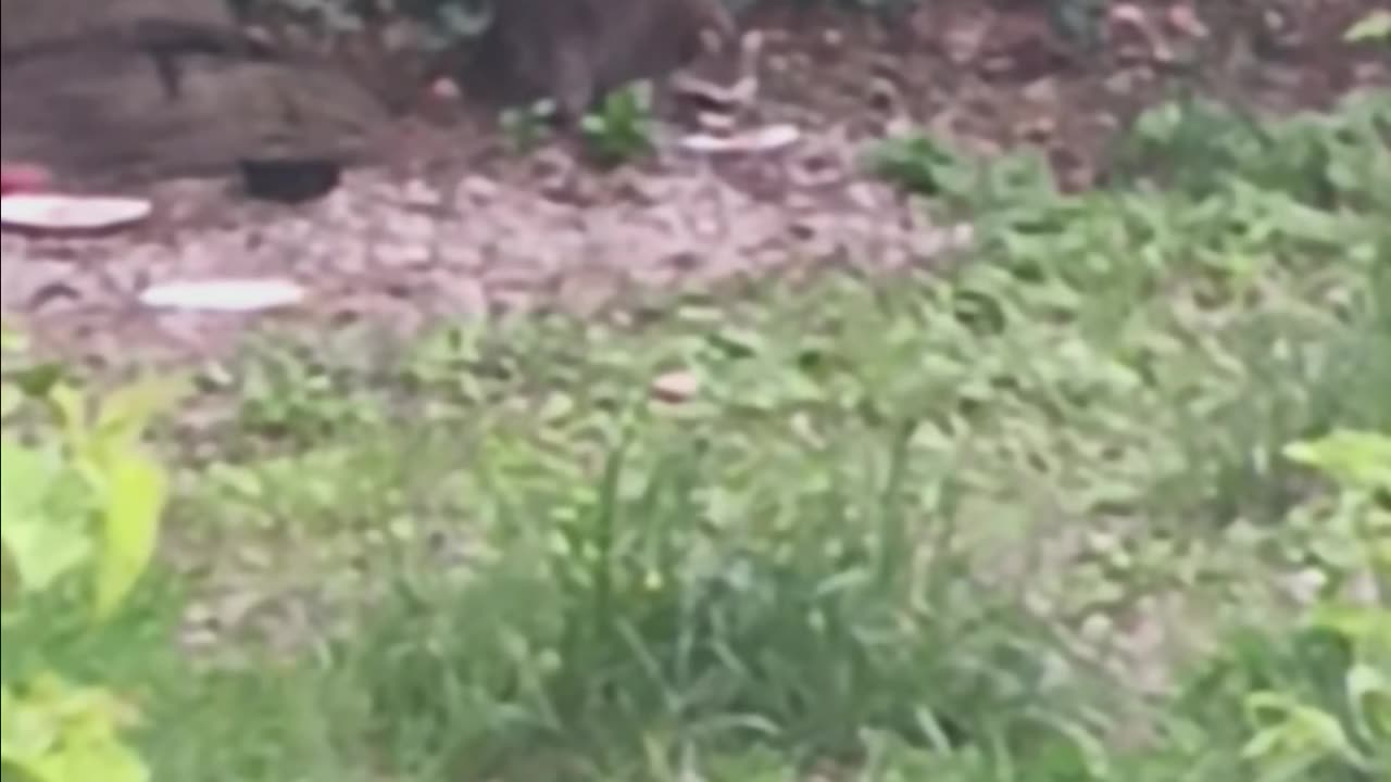 Raccoon eating