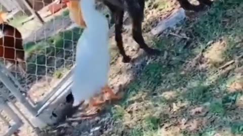 Animal funny