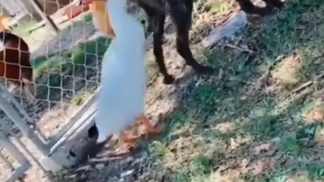 Animal funny