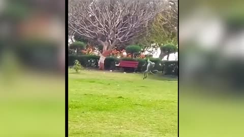 Funniest Animal Videos - 2025