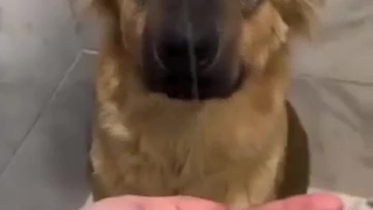 Cute Funny Dog Taking a Shower