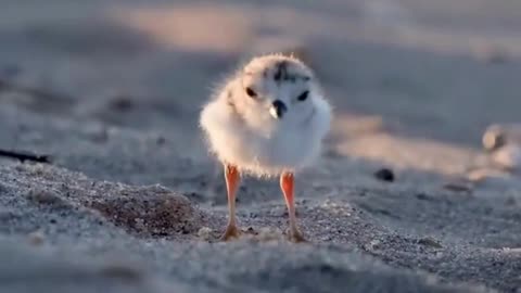 Small Bird, Big Beach Vibes 🌅🐤