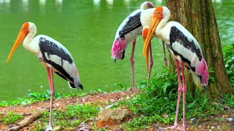 Experience a breathtaking journey through 100,000 stunning landscapes, all 8k