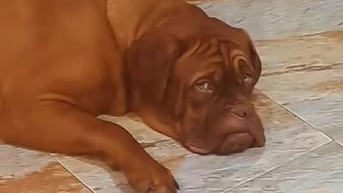 Dani:Rato Rani Simply Rhymes!!! 🐶✌️