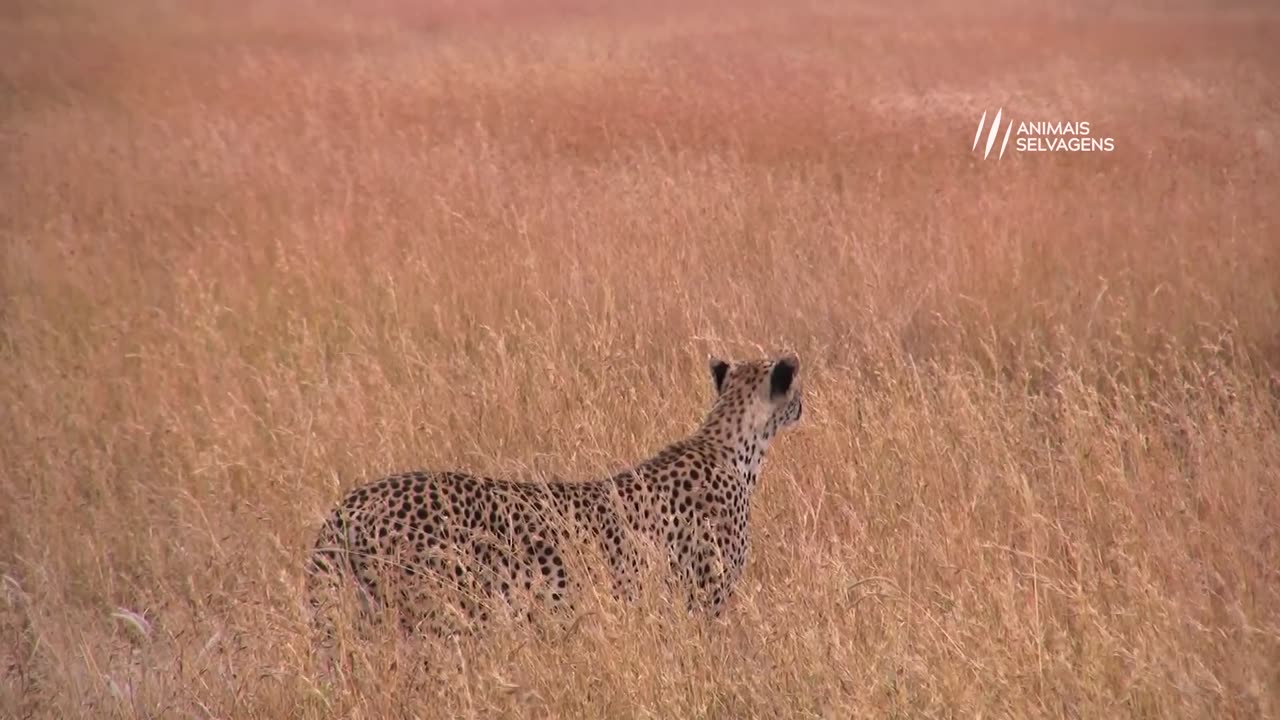 Two cheetah Didn't know the ostrich was going to do this