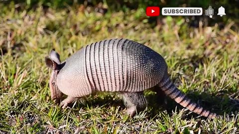 Wild-Amazon-in-4K-Amazing-Animals-Landscapes-Nature