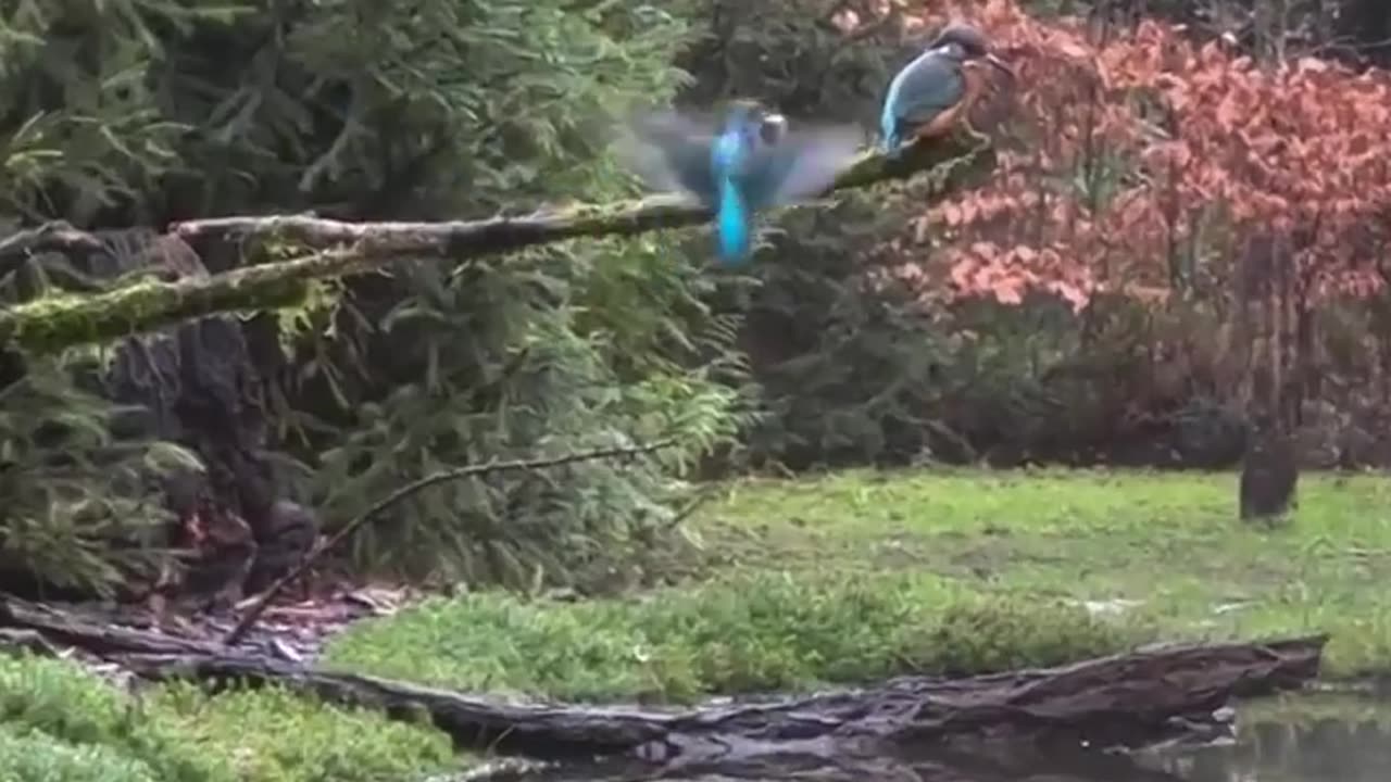 😂🐦 This Angry Kingfisher is a Mood! | FunFM