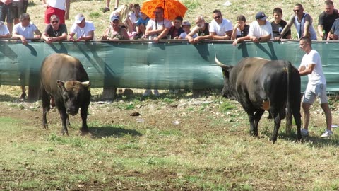 Struja od Kumana vs Medonja od Šakića i Eleza Šestanovac 2025
