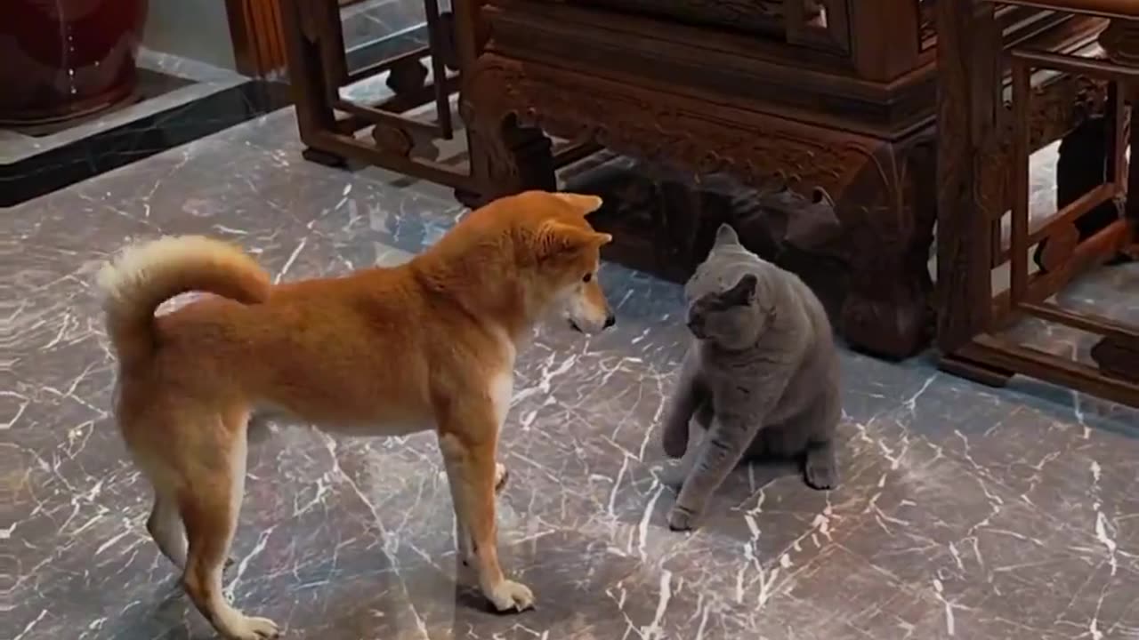 😂😂 The Cat's Reaction is PRICELESS! | FunFM