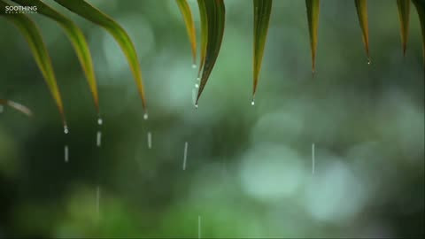 Relaxing Music & Rain Sounds - Beautiful Piano Music, Background Music, Sleep Music