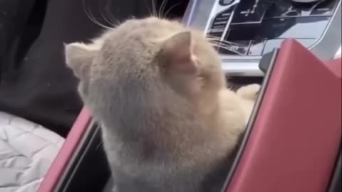 Dog's Dizzy Dance vs. Cat's Throne_ Bathroom Body Language!